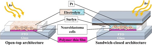 Polymer bio photoelectr Fig.1