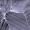 importance of ferroelectric domains for the performance of perovskite solar cells